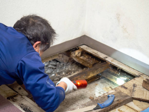 Asbestos and Lead Testing During Mold Inspection